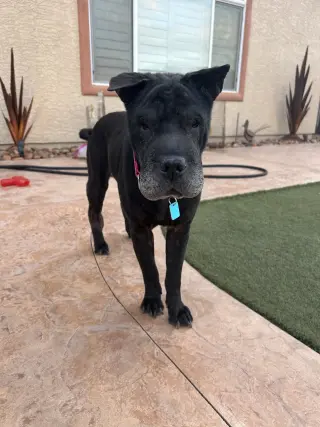 Molly
