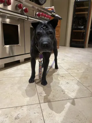 Molly
