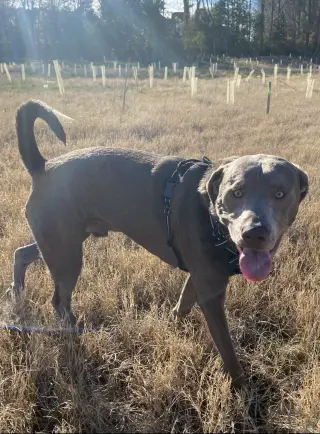 Ozzy Oak