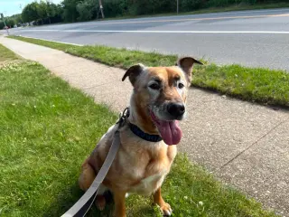 DRAKO
