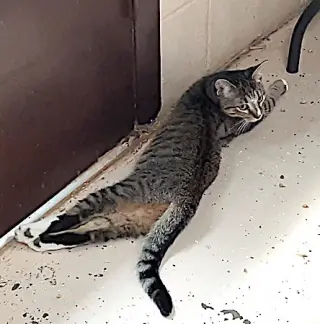 Gamora