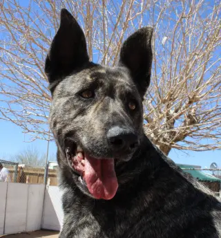 Cleo-Patra-got long term Foster!