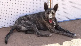 Cleo-Patra-got long term Foster!
