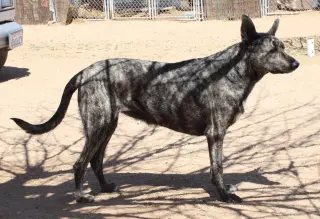 Cleo-Patra-got long term Foster!