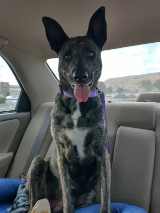 Cleo-Patra-got long term Foster!