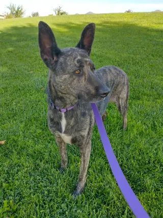 Cleo-Patra-got long term Foster!