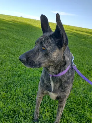 Cleo-Patra-got long term Foster!