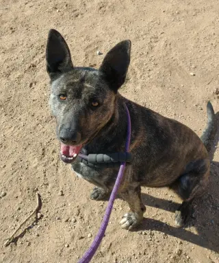 Cleo-Patra-got long term Foster!