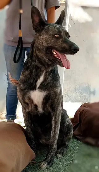 Cleo-Patra-got long term Foster!