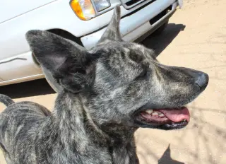Cleo-Patra-got long term Foster!