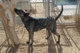 Cleo-Patra-got long term Foster!