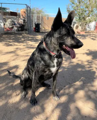 Cleo-Patra-got long term Foster!