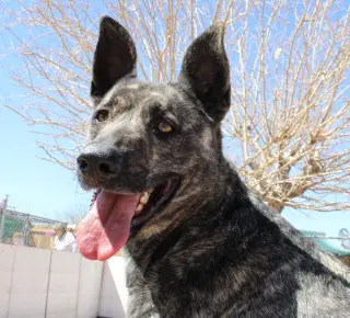 Cleo-Patra-got long term Foster!