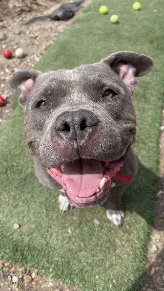 Porkchop