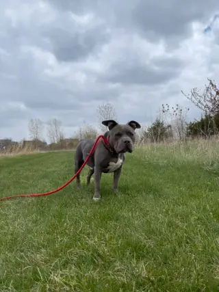 Porkchop