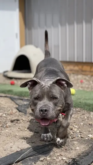 Porkchop