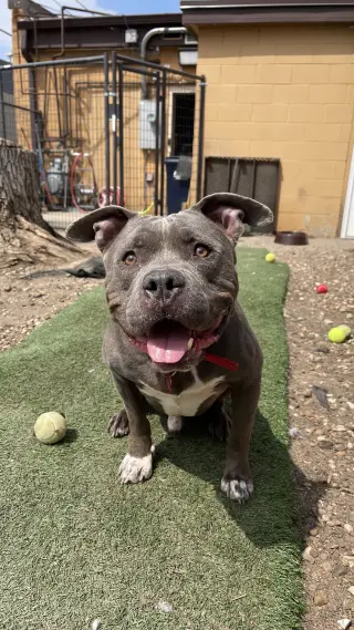Porkchop