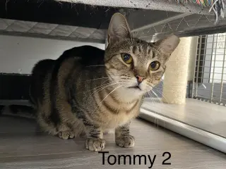 Tommy 2