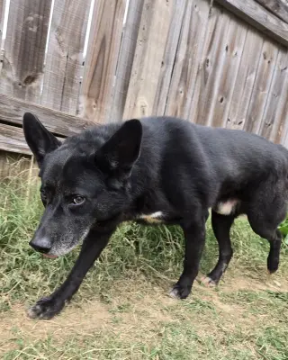 Bullwinkle