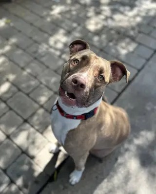 ADDIE