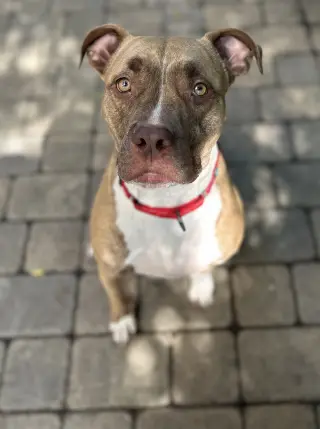 ADDIE