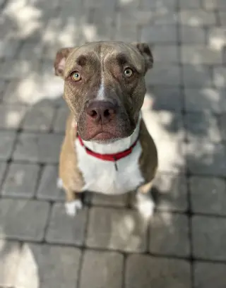 ADDIE