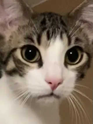 Theodore (Teddy)