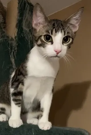 Theodore (Teddy)