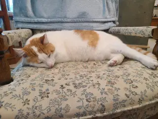 Finley