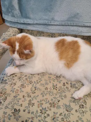 Finley