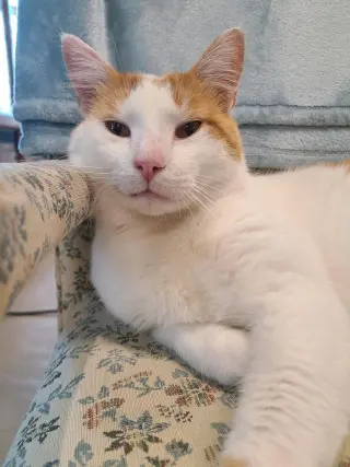Finley