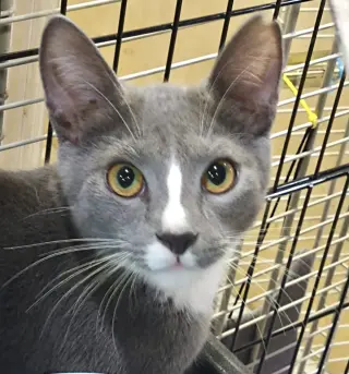 Tom