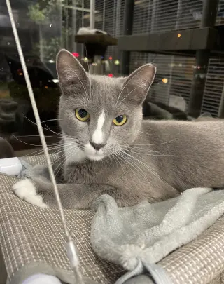 Tom
