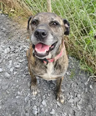 Nala