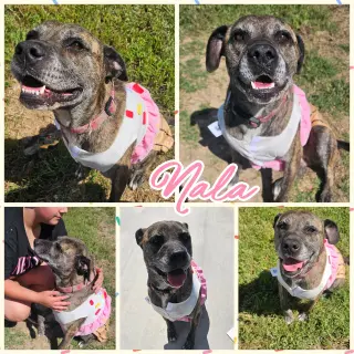 Nala