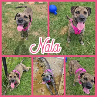 Nala