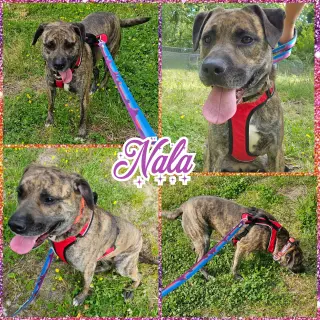 Nala