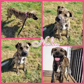 Nala