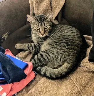 Jonas
