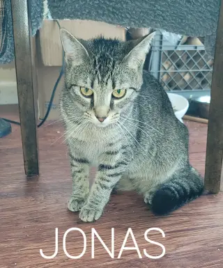 Jonas
