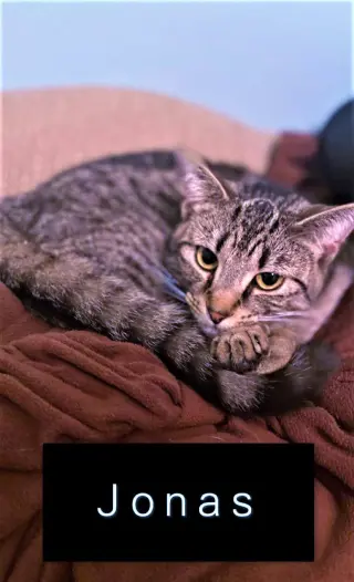 Jonas