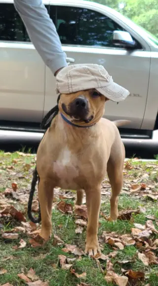 Archibald