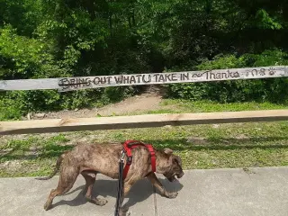 Herman