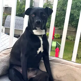 OREO