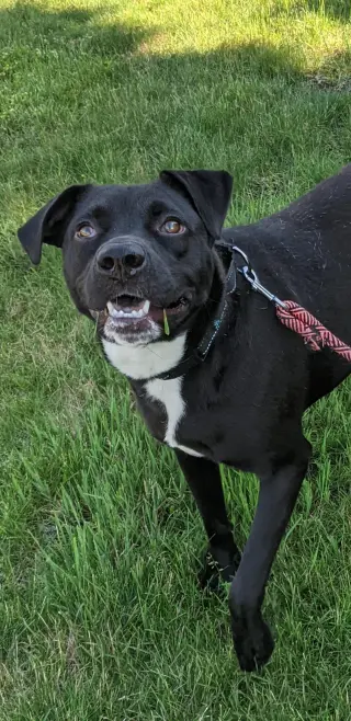 OREO