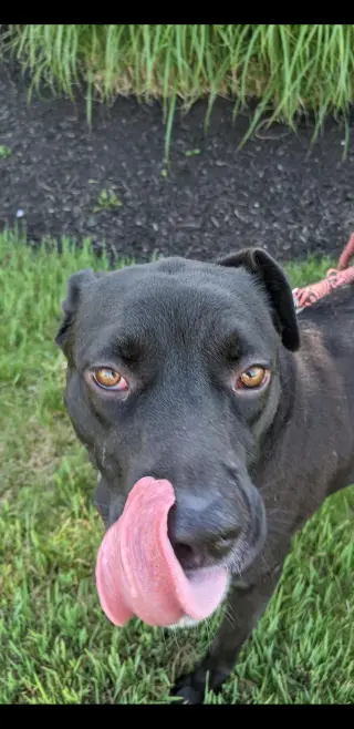 OREO