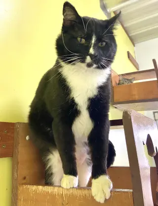 Howard