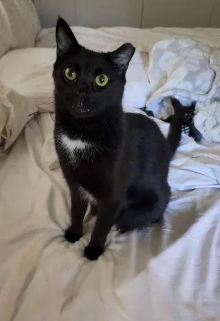 Bug
