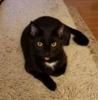 Bug