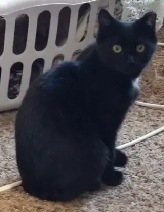 Bug